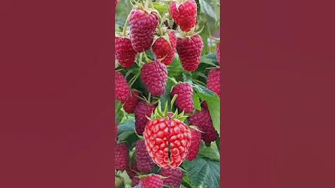 raspberries & me #trending #viral #asmrsounds #satisfying #interesting #asmr #food