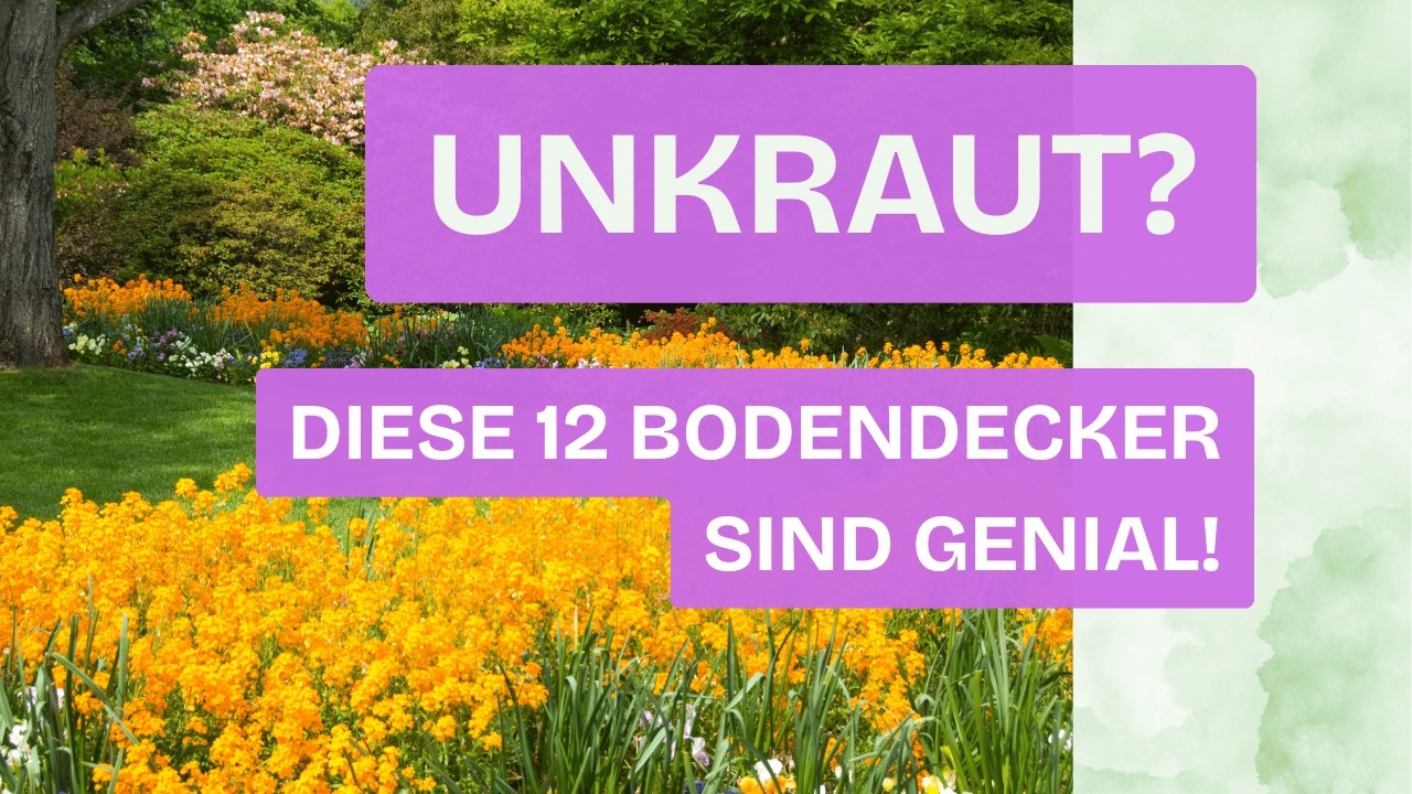 Die 12 heimische Bodendecker die deinen Garten retten können!