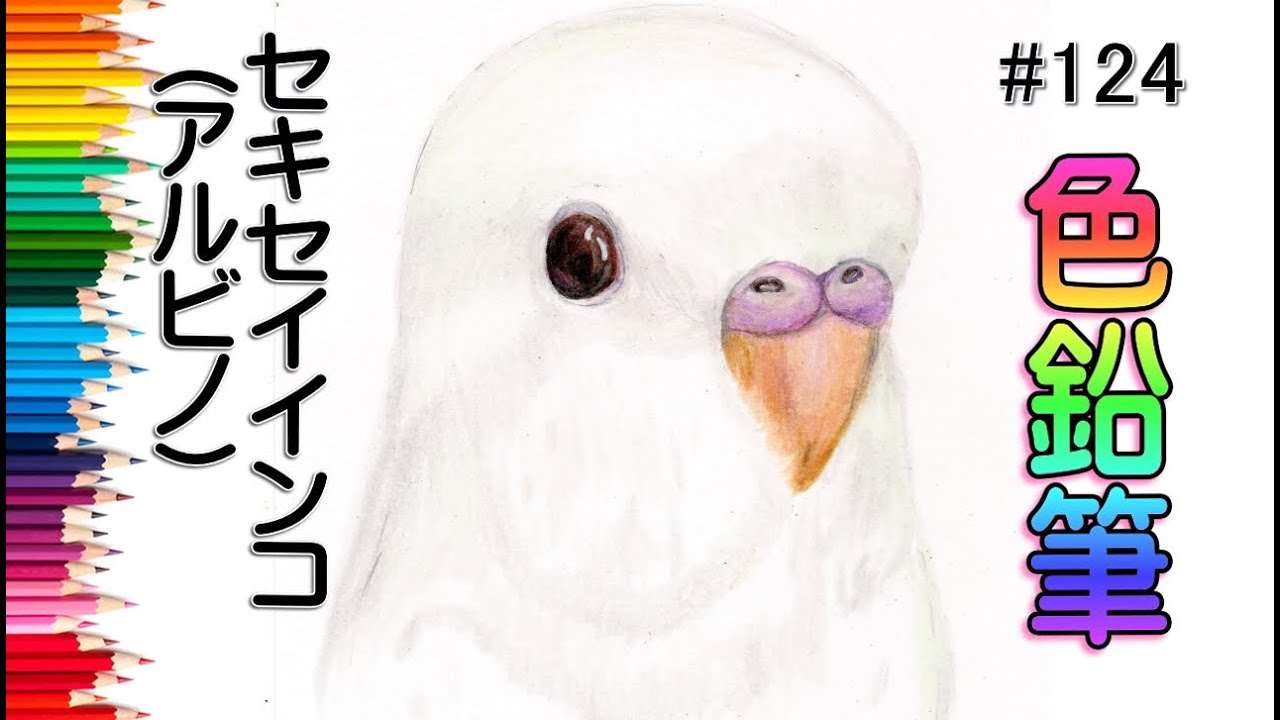 セキセイインコ・アルビノ【色鉛筆画】イラスト 絵画colored pencil