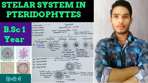 Stelar System in pteridophytes