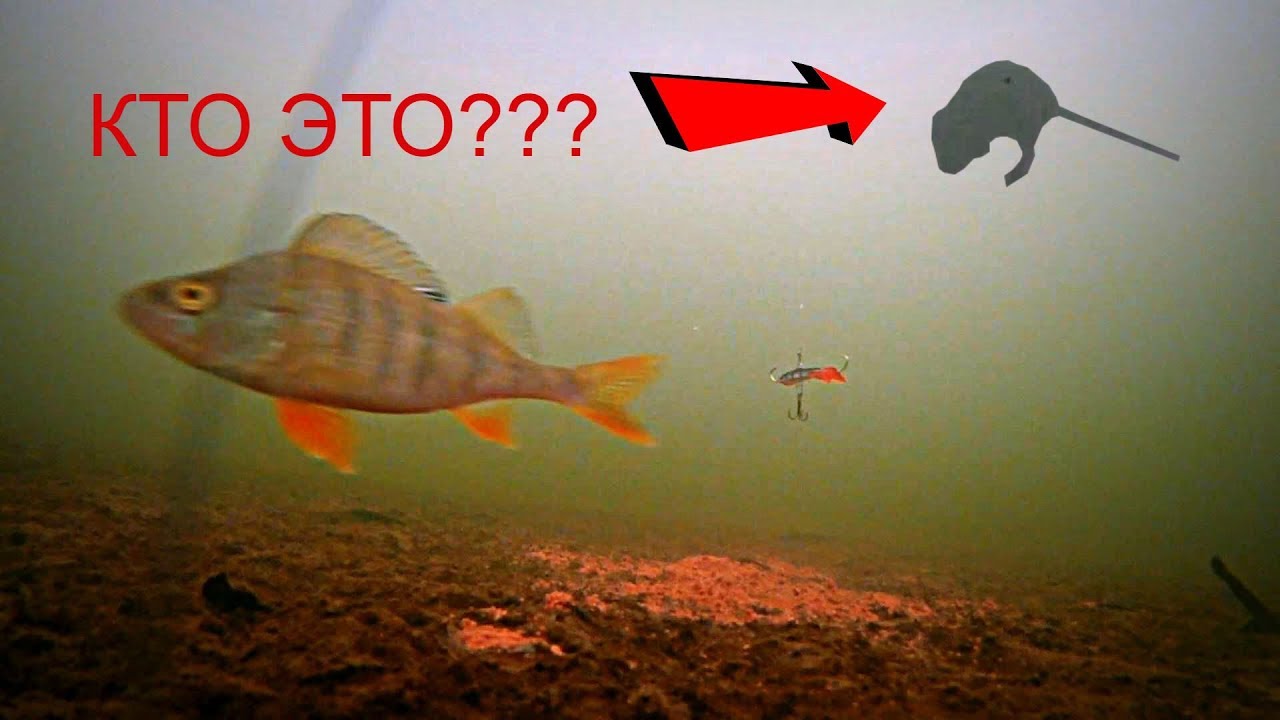 ЧТО ПРОИСХОДИТ ПОДО ЛЬДОМ КОГДА НЕ КЛЮЕТ??? Подводная съемка