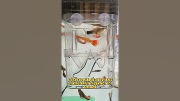 #cacanh #becacanh #phukienbecacanh #caythuysinh #bethuysinh #becathuysinh #becacanhthuysinh