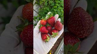 Полуничка 🍓 🍓 Перший врожай #америка #garden #strawberry