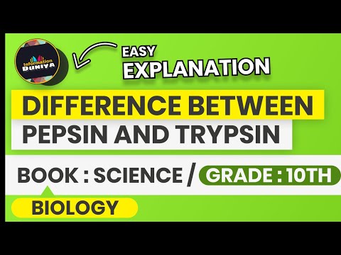 Video: Verschil Tussen Trypsine En Pepsine
