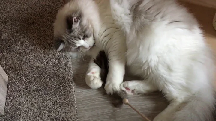 Watch the video about Ragdoll Blue Lynx Bicolour