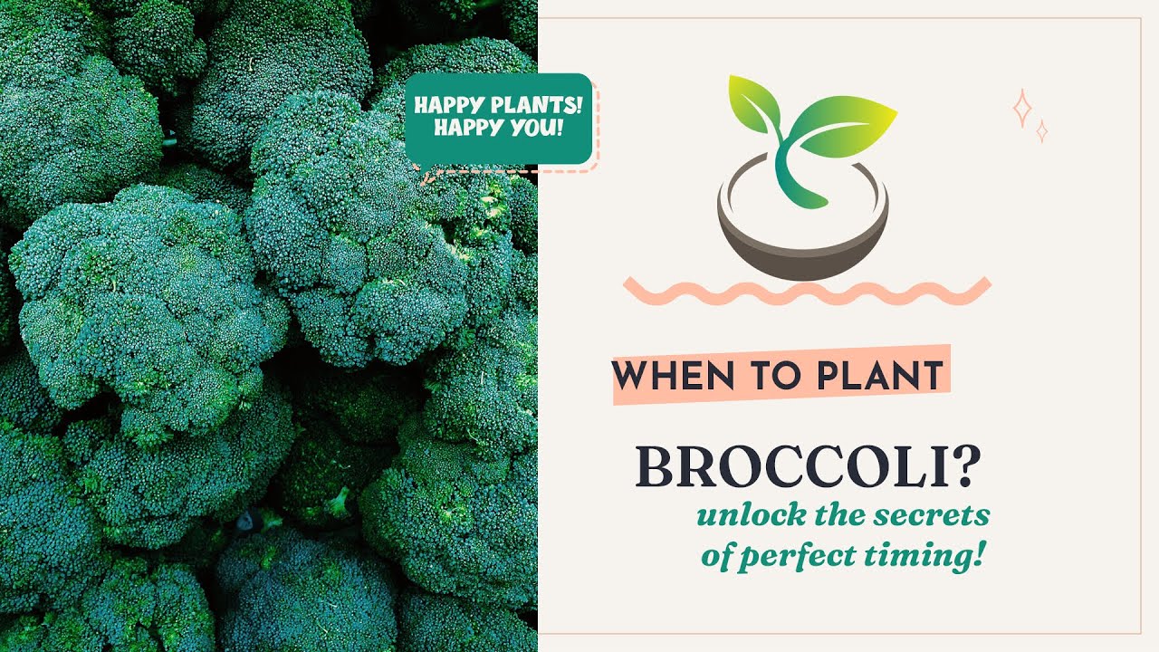 🥦🍀 When to Plant Broccoli? Unlock the Secrets of Perfect Timing! - YouTube