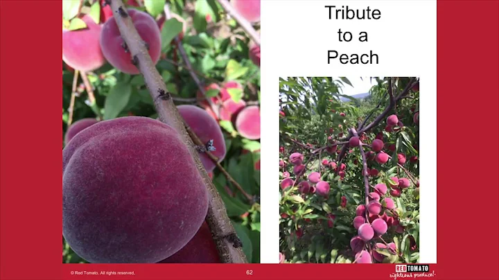 Michael Rozyne, Red Tomato  Rhyme #3: Tribute To A Peach