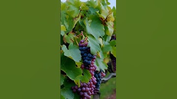 The Hidden Wonders of Grapes 66 #grapevine #wine #grapeharvest #fruit #grapegrowing #farming #grape