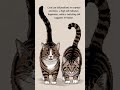 Tail Communication in Cats