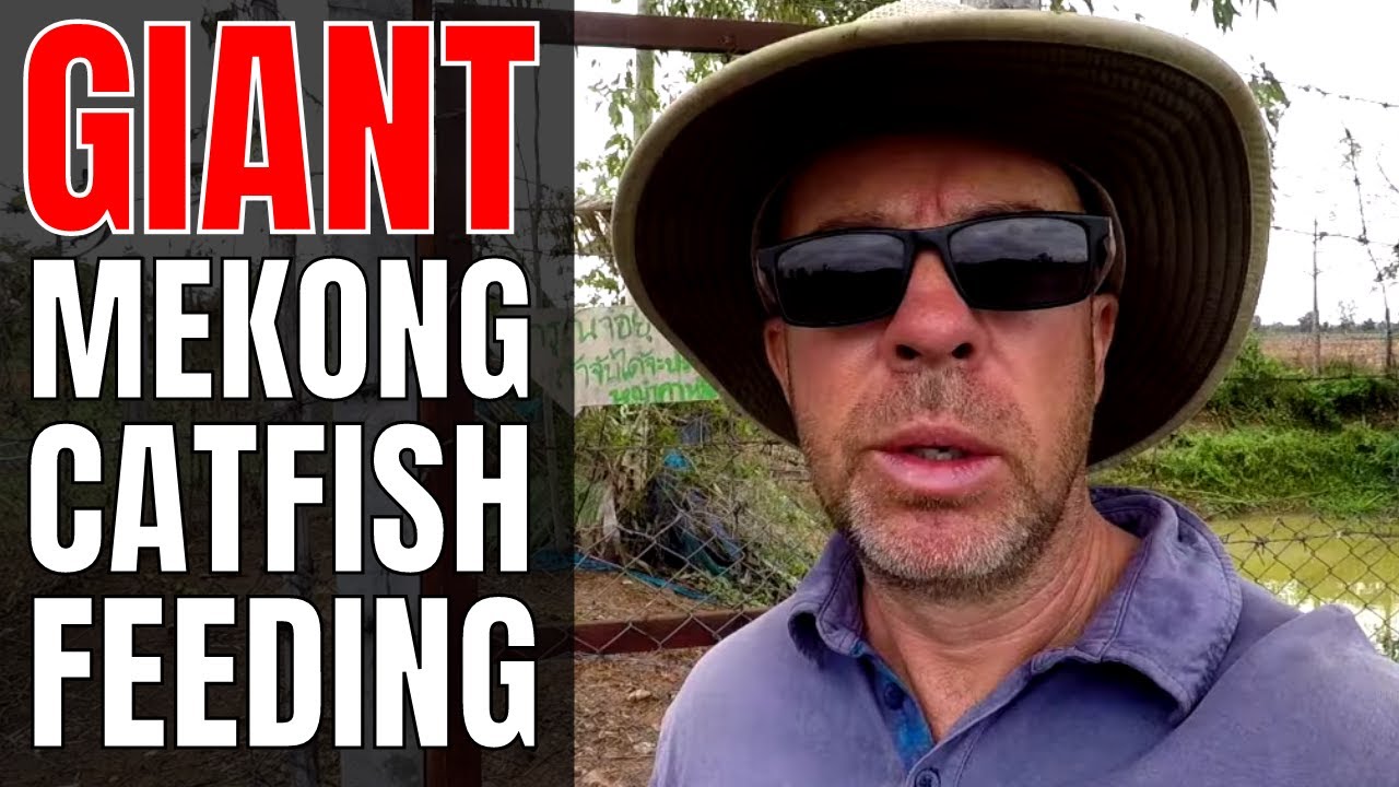 GIANT Mekong Catfish feeding