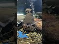 🐟北海道を女一人旅!免許なし!千歳水族館へGOGOですわ #北海道 #新千歳 #vtuber #旅行