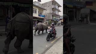 Rhino on the Loose in Nepal