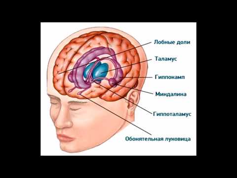 Видео: Амигдала отвличане: какво е, защо се случва и как да го накара да спре