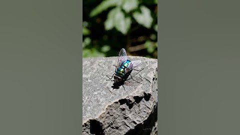 Iridescent Fly on Rock simple compose