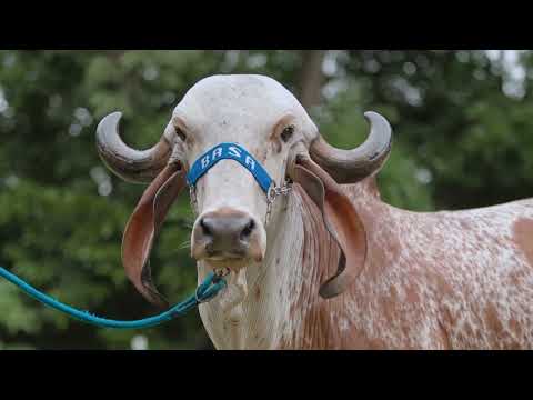 LOTE 02   FLORISBELA FIV AGROGIR  ZGI 848