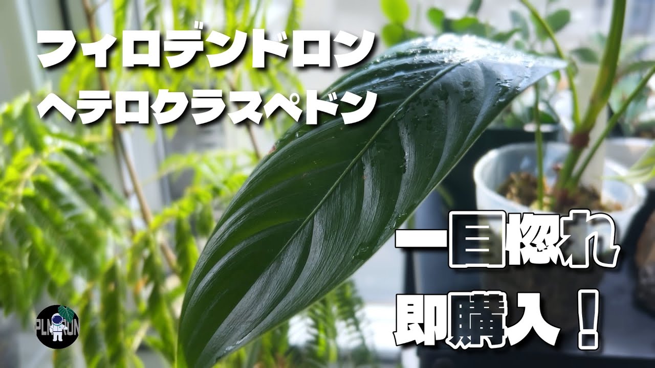 【フィロデンドロン】ヘテロクラスペドンを一目惚れで即購入！育て方を考えながら植替えとカットして増やしてみる #002