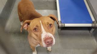 acs A673444