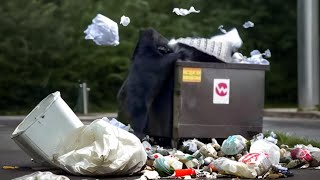 Bear steals trash while garbage diving for food and treats. Huge mess needs to be cleaned up