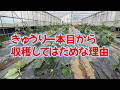 キュウリは最初から収穫してはいけません最初にすること