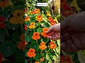 ปลูกเมล็ด EP119 Nasturtium และ ผักบุ้งฝรั่ง #สร้างจากai #aigenerated #flowers #plants