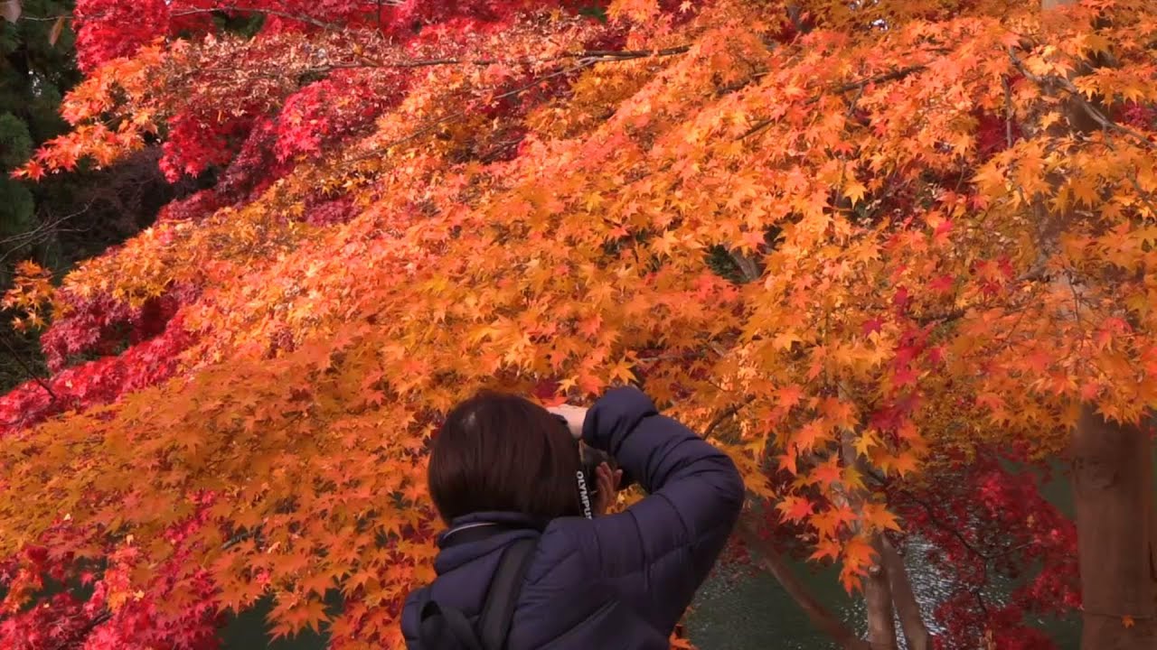 紅葉最盛期 弘前城菊と紅葉まつり - YouTube