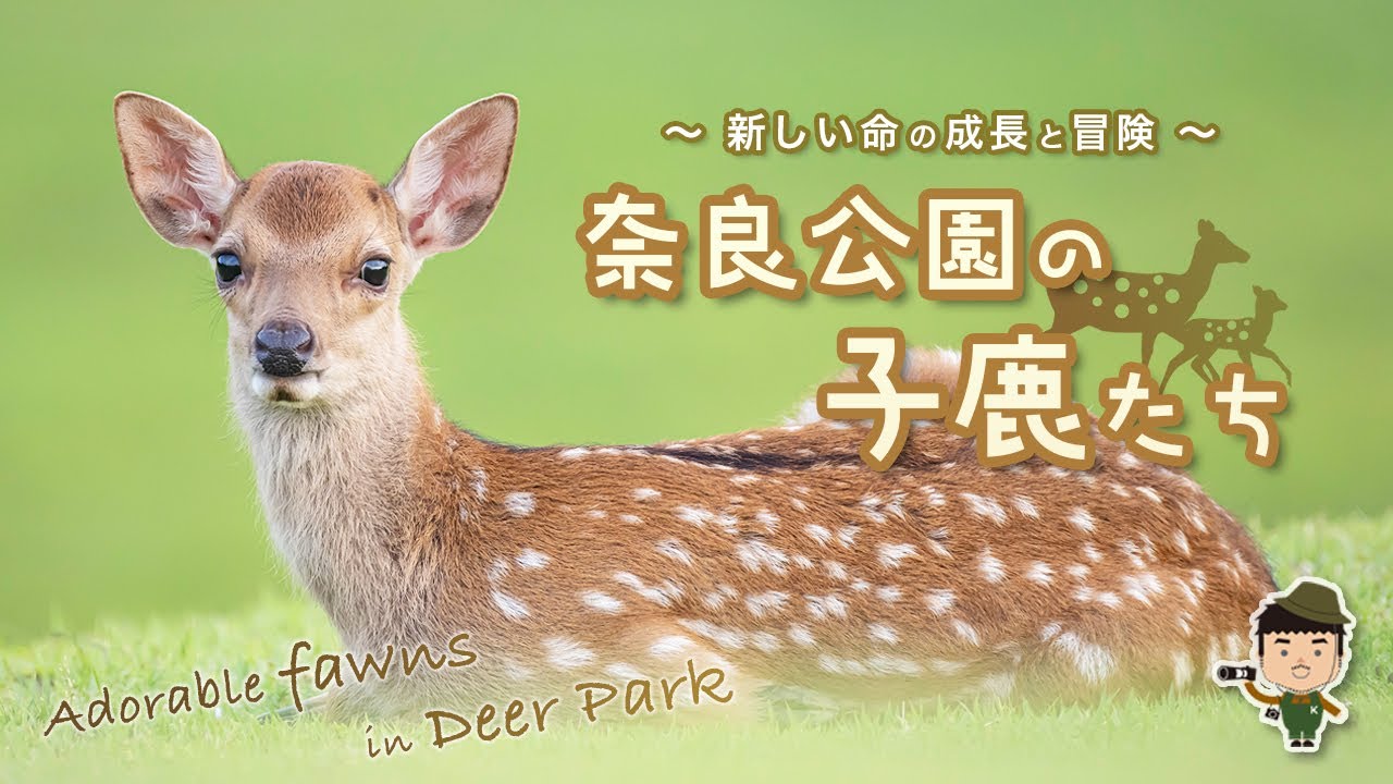 奈良公園の子鹿たち 〜新しい命の成長と冒険〜｜Adorable fawns in