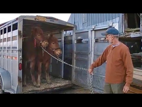 Video: Training And Testing Of Heavy Draft Horse Breeds