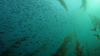 Scuba Dive the Kelp Forest of Casino Point, Catalina Island, California