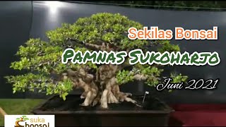 Study Banding Sekilas Bonsai Pamnas Sukoharjo