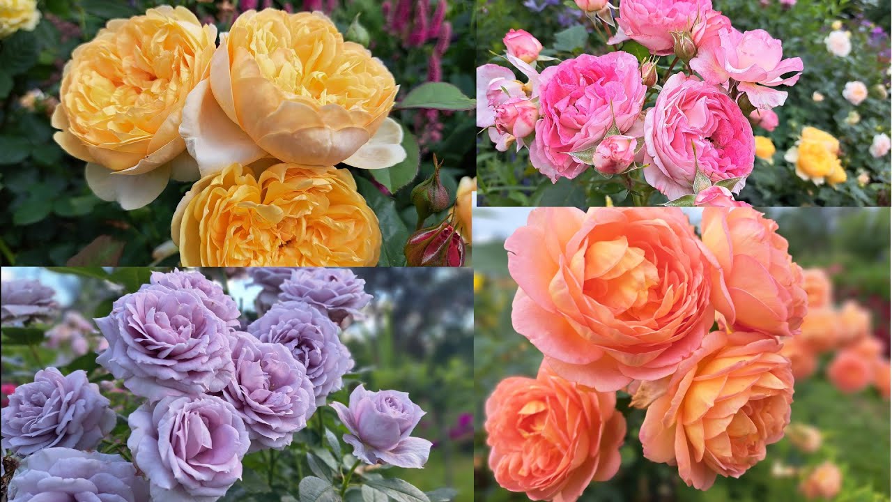 Цветение роз в моем саду! 80 сортов роз в одном видео! Северо-Запад