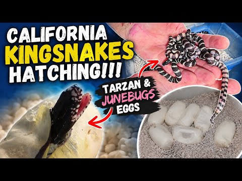 California Kingsnake Babies!!!! Tarzan & JuneBug 2026