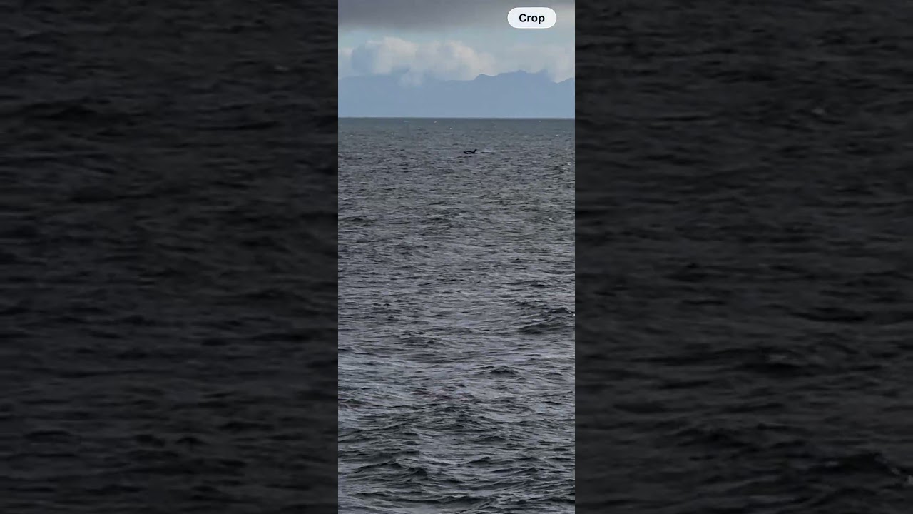 Whale sited from balcony on MSC Poesia on the way to Alaska from Seattle