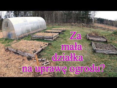 Wideo: Warzywa oszczędzające pieniądze: uprawiaj opłacalny ogród