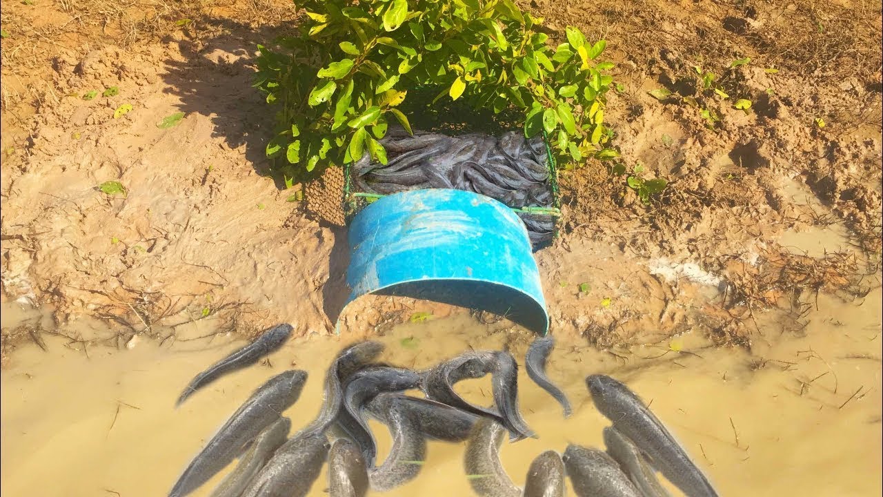Smart Man Make Easy Fish Trap with Plastic Pipe trap How to Make