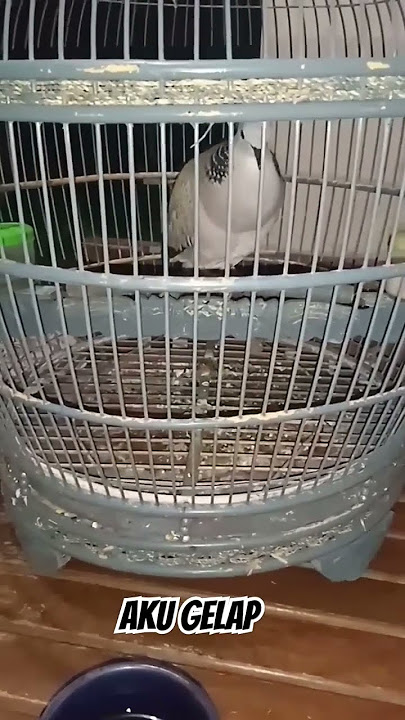 suara burung cuhu silangan derkuku x puter #cuhu #puter #puterpelung #derkuku #tekukur
