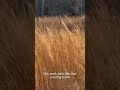 The Threshold Between Snakes and Horses