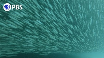 The Largest Mass Migration on the Planet