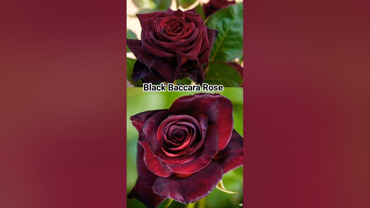 Black Baccara Rose #facts #rose #viral #viralvideo #shorts #subscribe #like  #music #information - YouTube