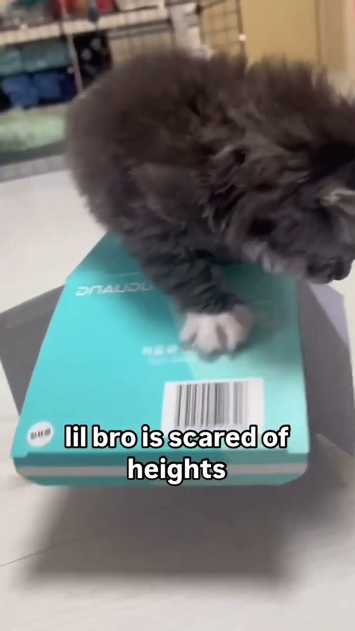 Kittyo like yo my balance is off I am playing some Christian Dior