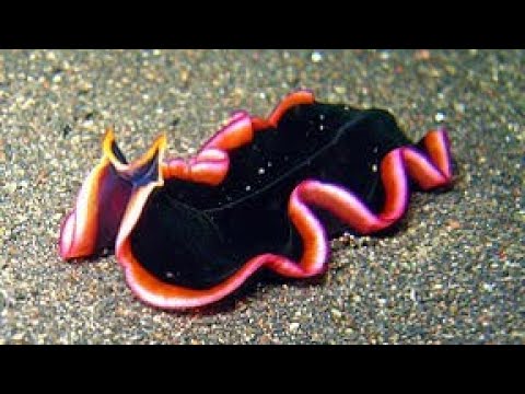 Vidéo: Différence Entre Les Cœlentérés Et Les Platyhelminthes