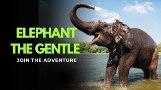 “Elephant – The Gentle Giant | National Geographic Style Wildlife Documentary #viralvideo