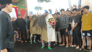 Keganasan Macan Macanan Barong Tresno Budoyo Kemiren  Rejosari Gontoran 