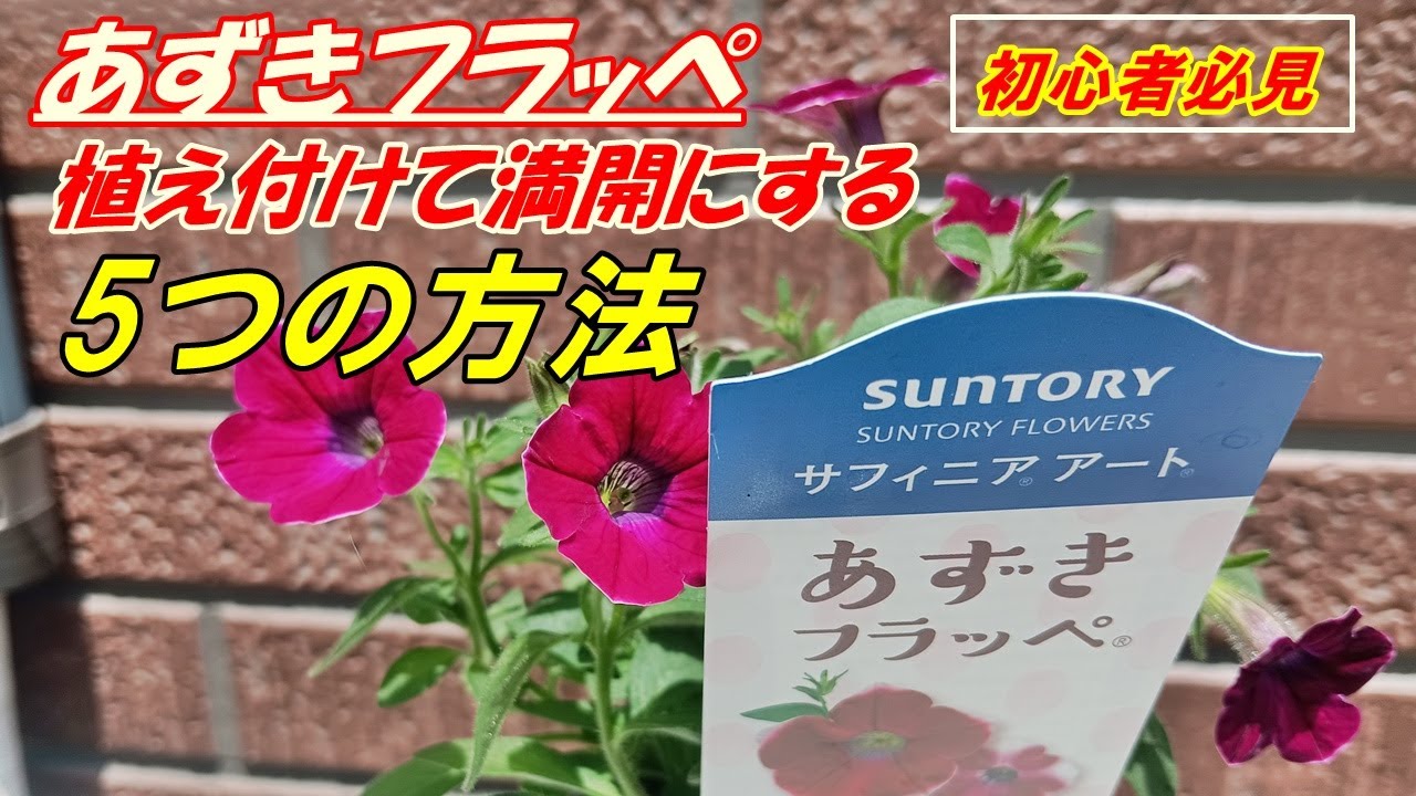 Flowers] How to grow and plant Azuki Frappe - YouTube