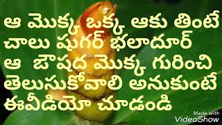 కాస్టస్ ఇగ్నియస్, షుగర్ నివారణి మొక్క, INSULIN PLANT
