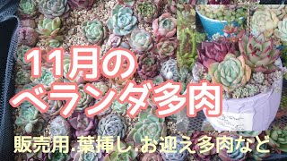 【多肉植物】11月のベランダ多肉紹介！お1人様多肉や販売用寄せ植え/葉挿しなど