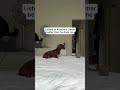 Dog OBEYS Kendrick Lamar’s lyrics