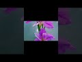 أجمل اغنية ليبيه قد الشوق الأغنية كاملة اغاني تصميمي ليبيا
