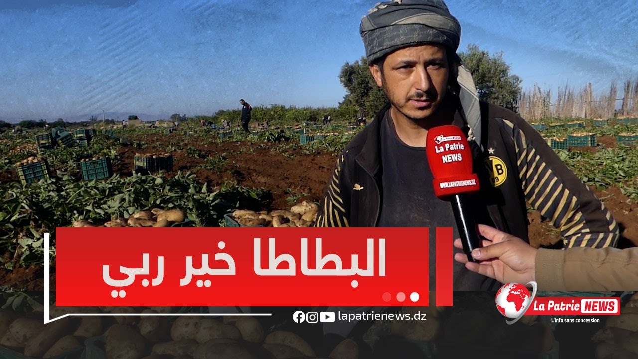 فلاحون  من مستغانم يؤكدون ..لدينا زبائن من 58 ولاية ، البطاطا راهي بنوعية وأسعار في متناول الجميع