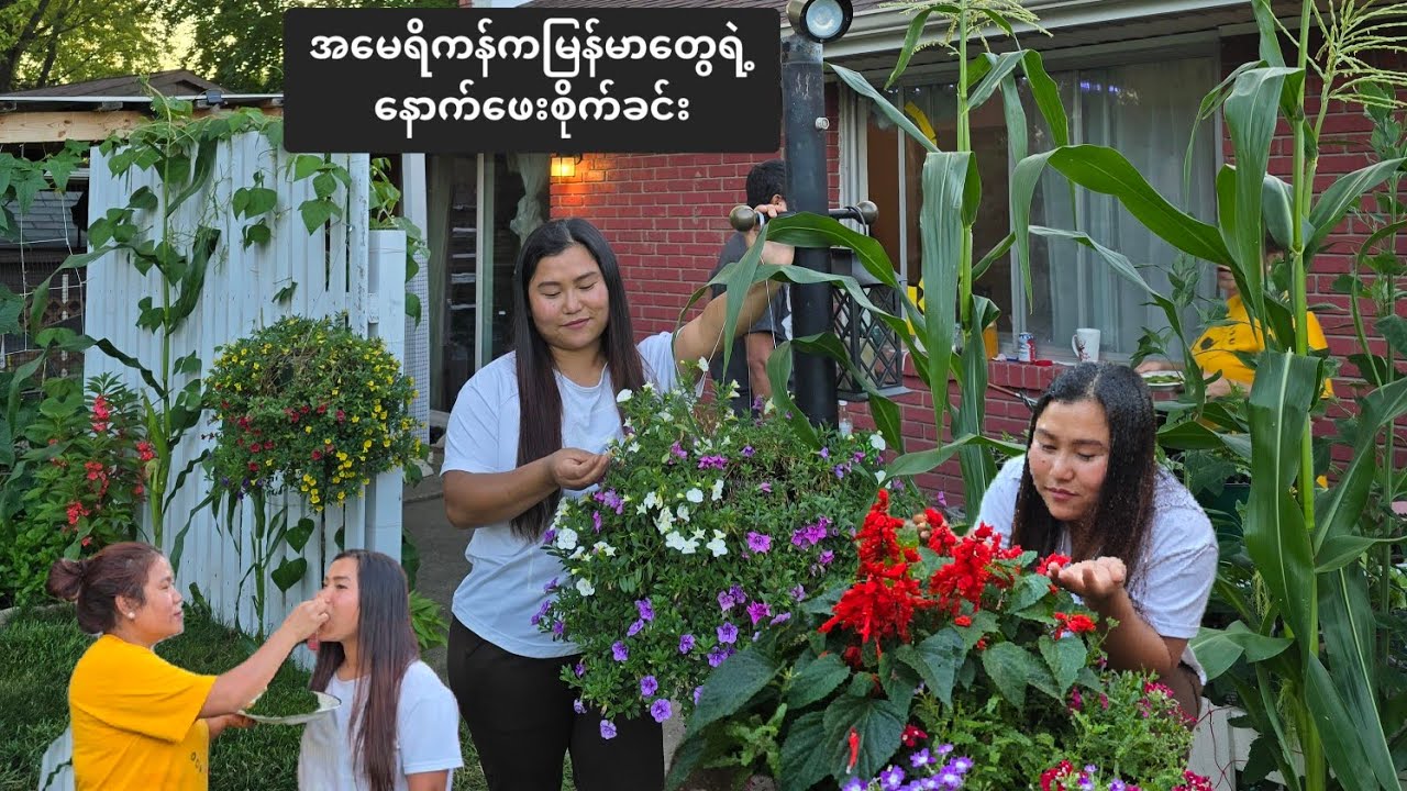 အမေရိကန်ကမြန်မာတွေရဲ့နောက်ဖေးစိုက်ခင်း,Burmese American backyard garden