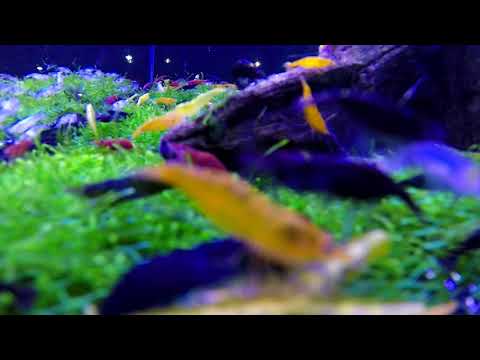 2017觀賞魚博覽會-小型觀賞蝦